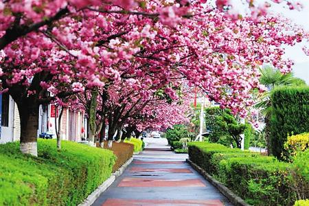 【印象隴原】去兩當(dāng)，與櫻花赴約