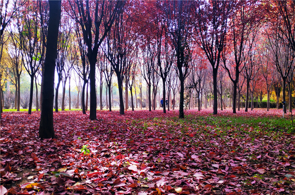 【“醉”美深秋 】深秋，請到蘭州這片紅葉林里走走