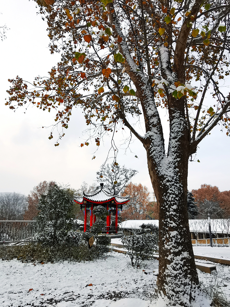 高清大圖|天水弘文園初雪，你喜歡嗎？