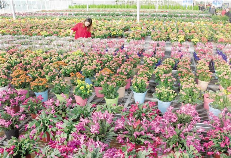 臨夏縣20多萬株水仙花、杜鵑、蝴蝶蘭等60多種花卉競相綻放