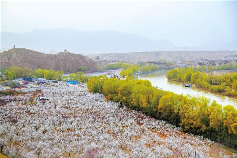 甘肅旅游丨唐汪杏花開 楚楚等君來 在這里賞花看丹霞，美哉！