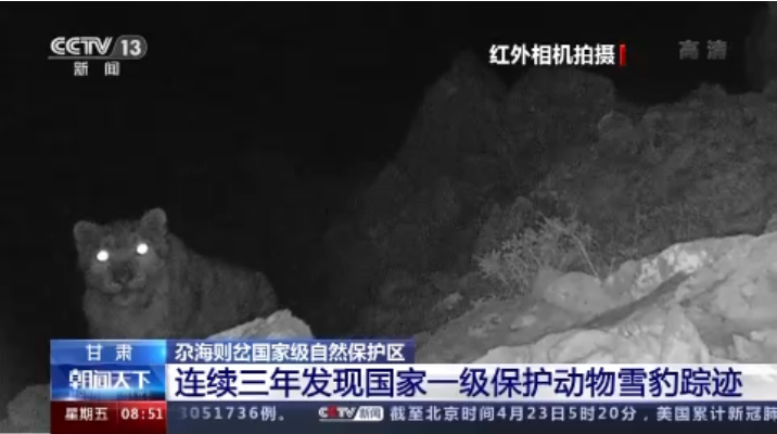 “大貓”出沒！甘肅尕海則岔保護區(qū)連續(xù)三年發(fā)現(xiàn)雪豹蹤跡