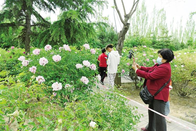 臨夏市北濱河路60里牡丹長廊里不同品種、顏色各異的牡丹花爭奇斗艷