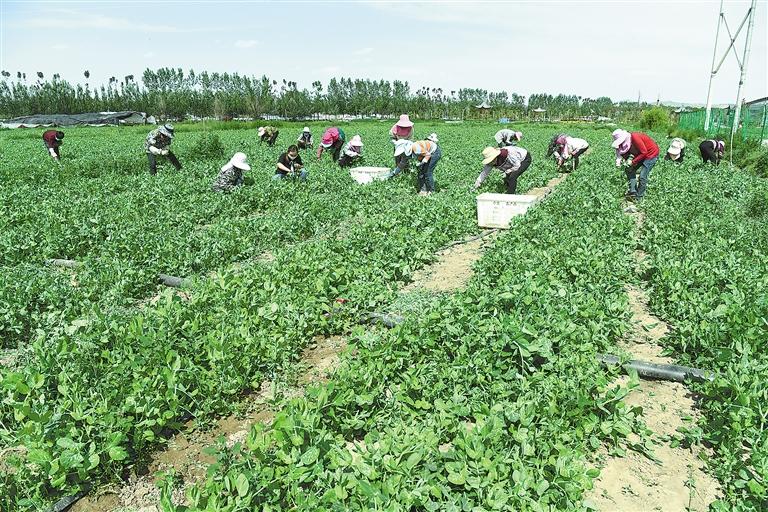 臨夏縣百益現(xiàn)代農(nóng)業(yè)公司種植的500多畝豌豆苗、甜豆等進(jìn)入豐產(chǎn)期