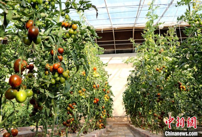 12月14日，甘肅省武威市民勤縣紅旗谷現(xiàn)代農(nóng)業(yè)產(chǎn)業(yè)園，溫棚內(nèi)“水果西紅柿”長勢良好?！●R愛彬 攝