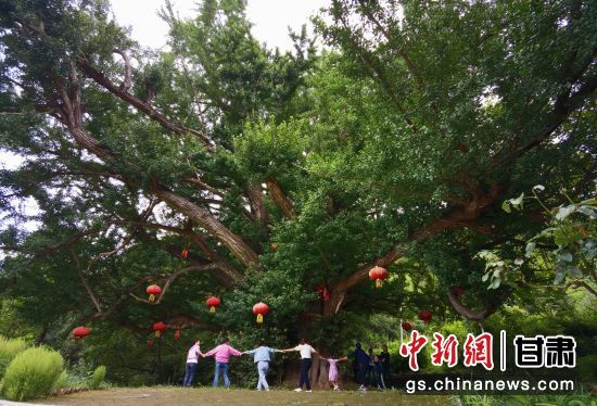 隴南徽縣境內(nèi)最古老的銀杏樹。當(dāng)?shù)貍髡f，它已有千年樹齡。（資料圖）殷春永 攝