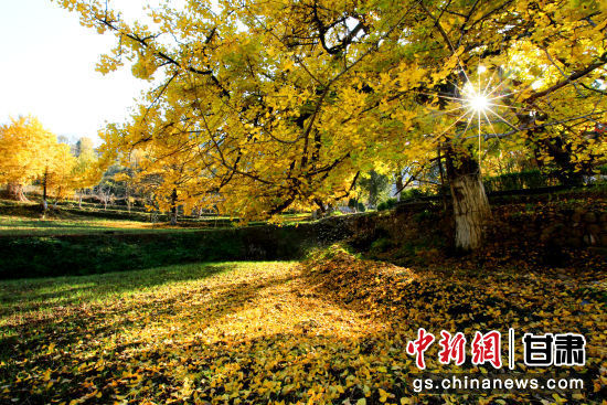 隴南徽縣銀杏樹最美的時(shí)候，當(dāng)屬每年的10月至11月。圖為樹葉已染黃的銀杏樹。張承榮 攝