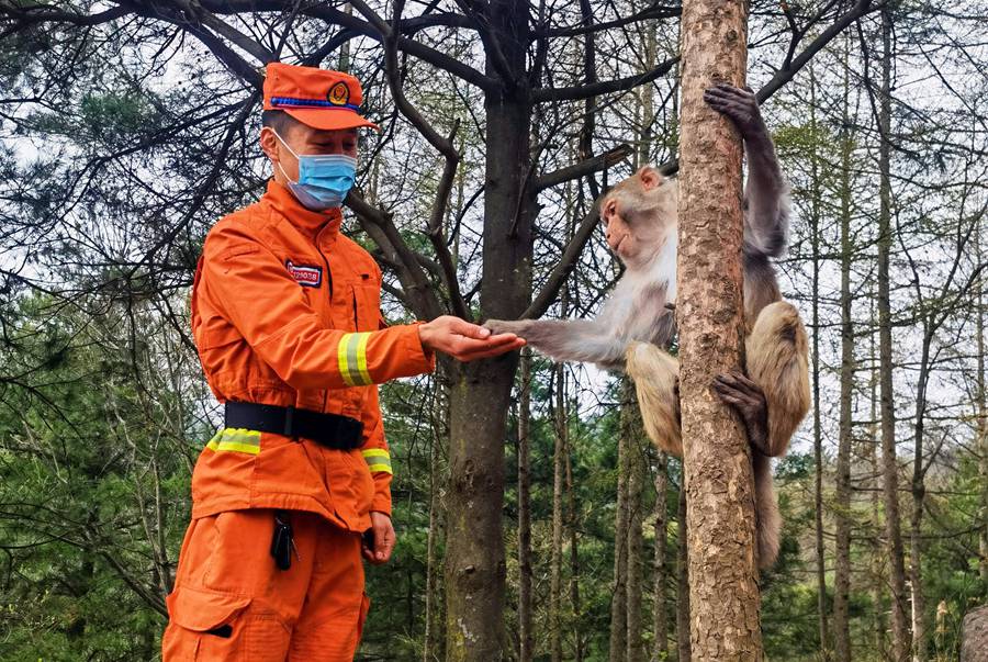 【甘快看】嗨！你好！甘肅隴南森林消防員巡護途中偶遇野生獼猴群