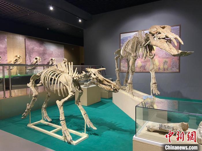 圖為5月底，和政縣古動物化石博物館內(nèi)修復后的古生物化石?！「哒?攝