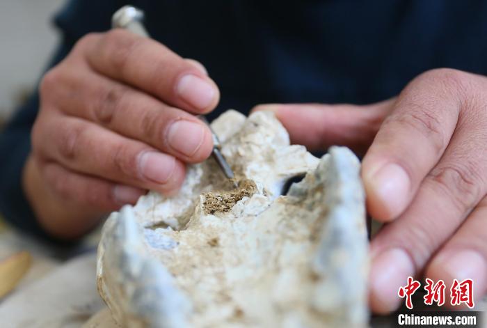2022年6月，在和政古動物化石博物館內(nèi)，古生物化石修復師對化石進行修復。(資料圖) 高展 攝