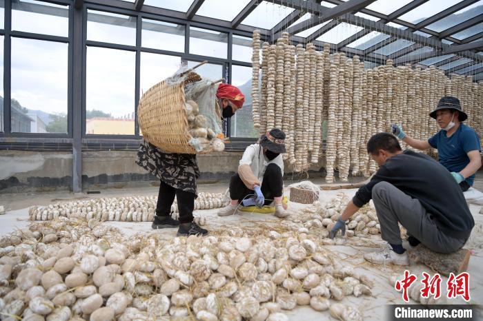 5月10日，甘肅省甘南藏族自治州迭部縣一青稞酒廠，工作人員用青稞面和青稞草等制成的曲坯用繩子串起來，方便掛起來曬干。九美旦增　攝