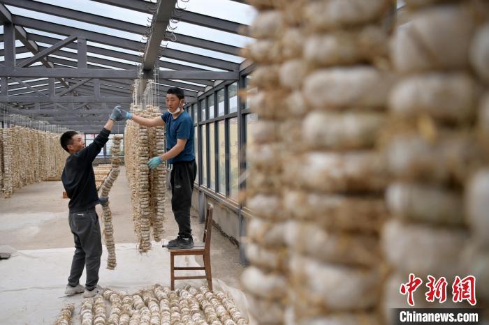 圖為5月10日，工作人員將用青稞面和青稞草等制成的曲坯用繩子串起來晾曬。九美旦增　攝