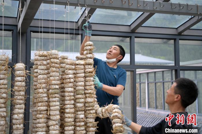 圖為5月10日，工作人員將用青稞面和青稞草等制成的曲坯用繩子串起來晾曬。九美旦增　攝
