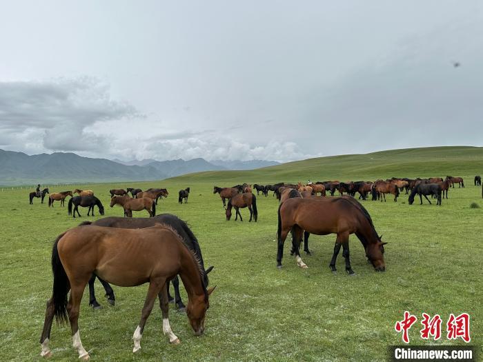 7月中旬，在山丹馬場草原上吃草的“山丹馬”?！〈魑牟?攝